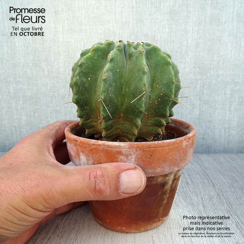 Exemplaar van Ferocactus glaucescens Inermis - Vatcactus Pot van 12 cm / 13 cm zoals geleverd in de herfst