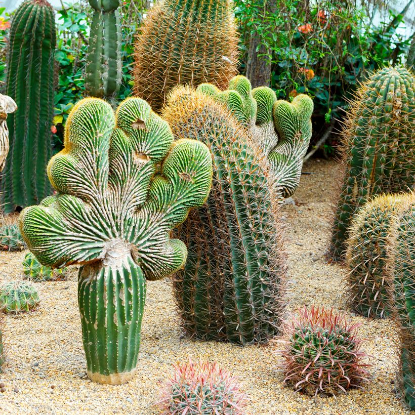 Ferocactus gracilis coloratus - Vatcactus (Groeiplaats)