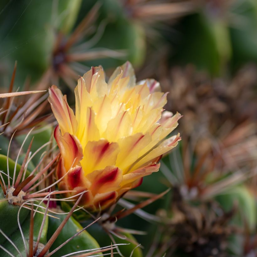 Ferocactus robustus - Vatcactus (Bloei)