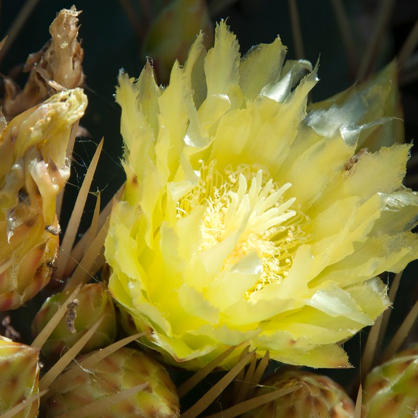 Ferocactus schwarzii - Vatcactus (Bloei)