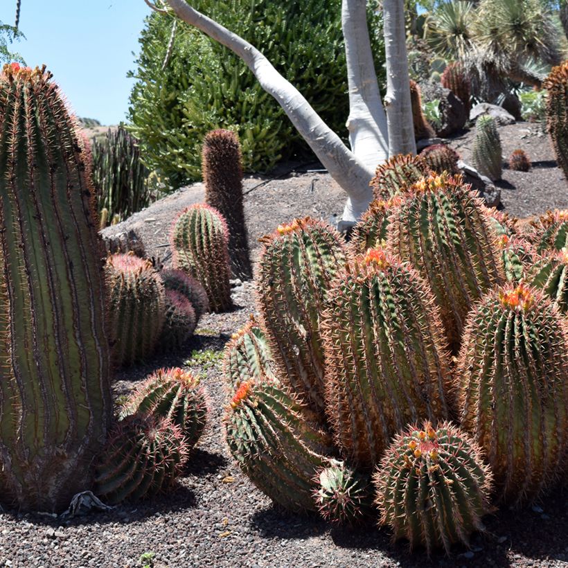 Ferocactus stainesii pilosus - Vatcactus (Groeiplaats)