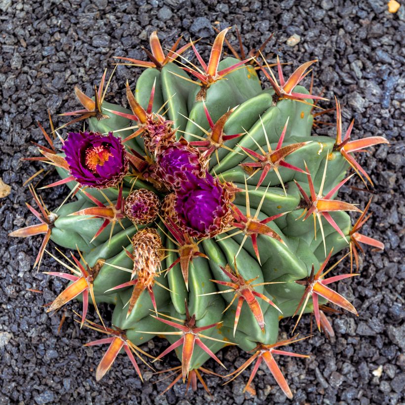 Ferocactus latispinus - Vatcactus (Bloei)