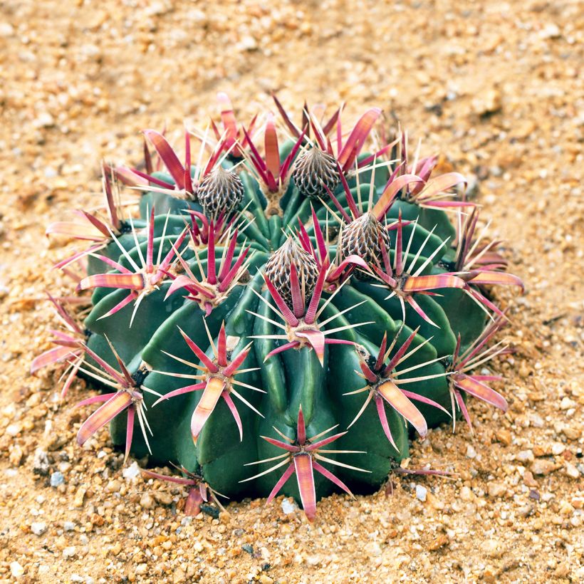 Ferocactus latispinus - Vatcactus (Groeiplaats)