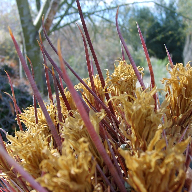 Ferocactus rectispinus - Vatcactus (Blad)