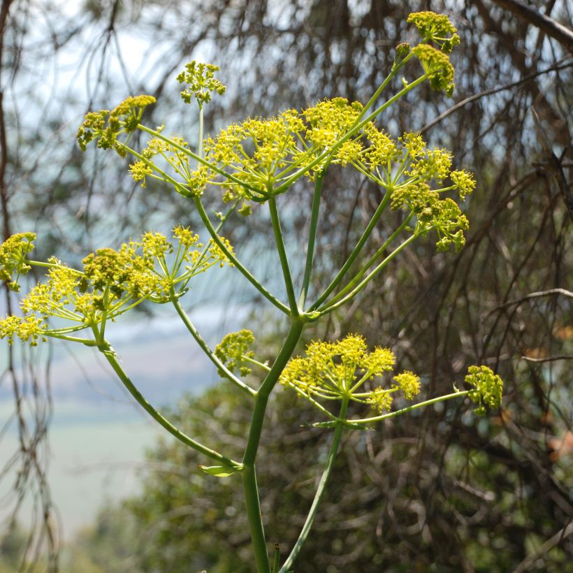 Ferula communis - Reuzenvenkel (Bloei)