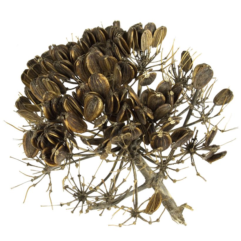 Ferula communis - Reuzenvenkel (Oogst)