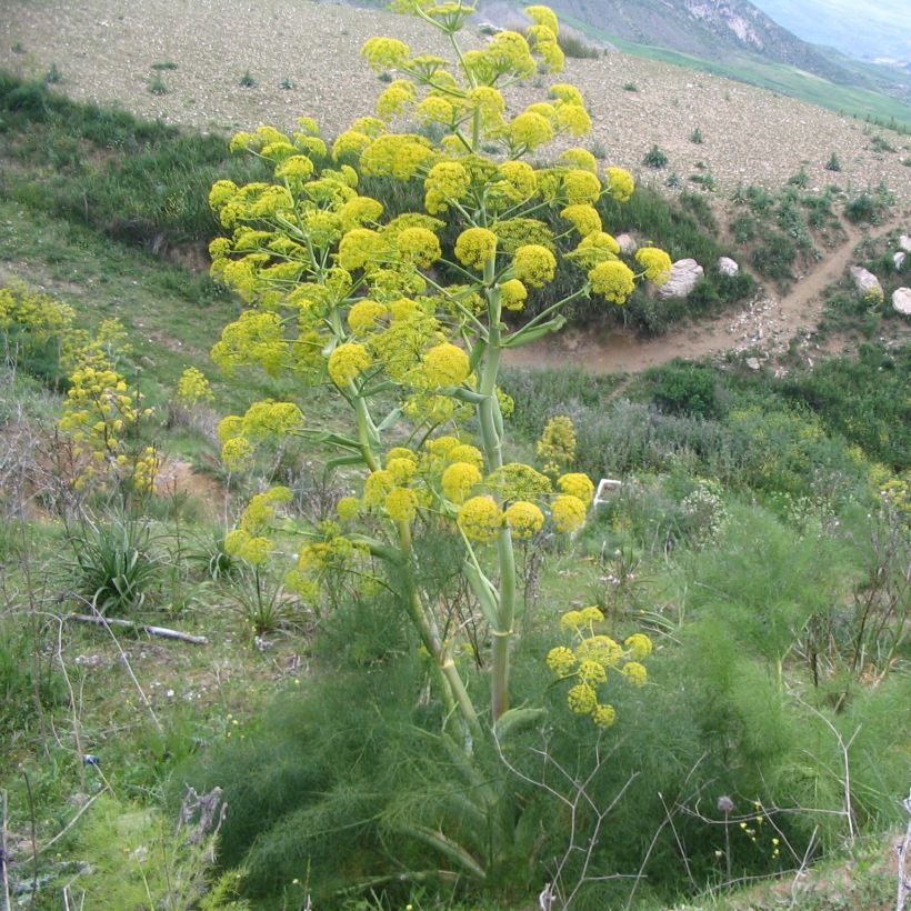Ferula communis - Reuzenvenkel (Groeiplaats)