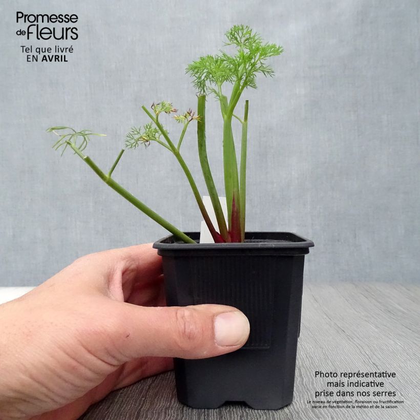Exemplaar van Ferula communis - Reuzenvenkel Kweekpotje van 8/9 cm zoals geleverd in de lente