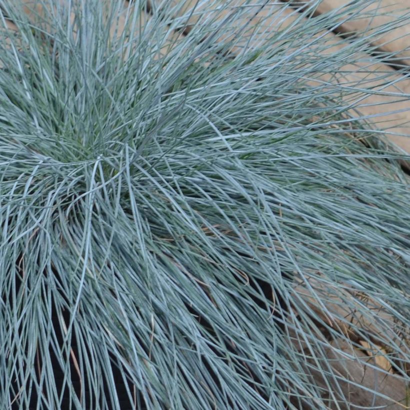 Festuca glauca Intense Blue - Blauw schapengras (Foliage)