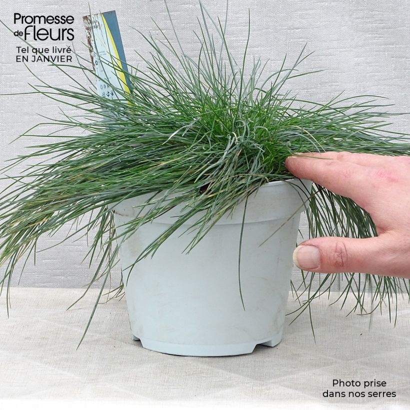 Example of Festuca Intense Blue - Fétuque bleue Pot van 2 l/3 l as you get in hiver