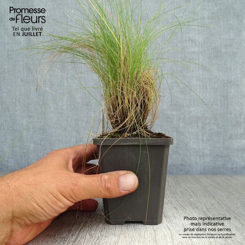 Exemplaar van Festuca amethystina - Zwenkgras Kweekpotje van 8/9 cm zoals geleverd in de zomer
