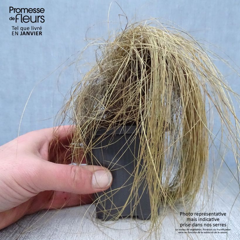 Example of Festuca amethystina - Fétuque améthyste Kweekpotje van 8/9 cm as you get in hiver