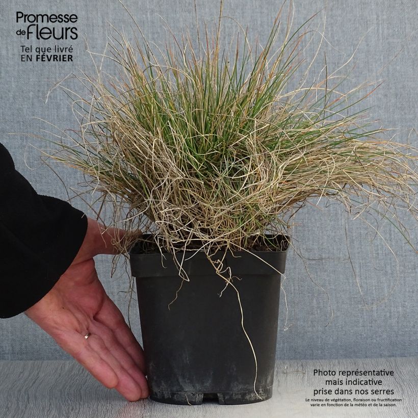 Example of Festuca amethystina - Fétuque améthyste Pot van 2 l/3 l as you get in hiver