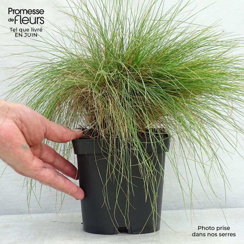 Exemplaar van Festuca filiformis - Fijn schapengras Pot van 2 l/3 l zoals geleverd in de zomer