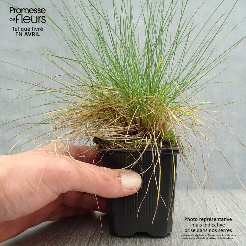 Exemplaar van Festuca filiformis - Fijn schapengras Kweekpotje van 8/9 cm zoals geleverd in de lente