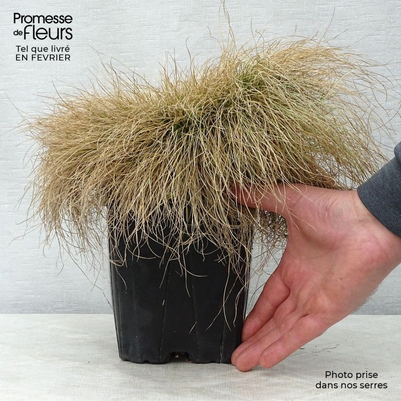 Example of Festuca filiformis - Fétuque à feuilles capillaires Pot van 2 l/3 l as you get in hiver