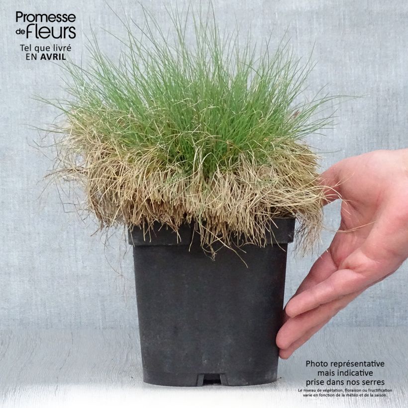 Exemplaar van Festuca filiformis - Fijn schapengras Pot van 2 l/3 l zoals geleverd in de lente