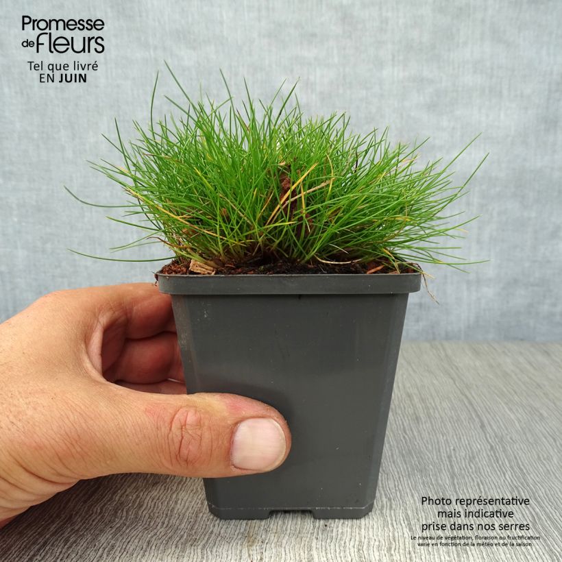 Exemplaar van Festuca gautieri - Zwenkgras Kweekpotje van 8/9 cm zoals geleverd in de zomer
