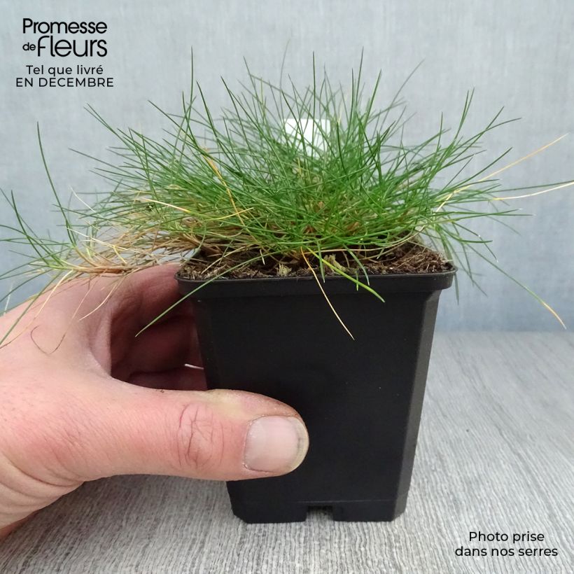 Example of Festuca gautieri - Fétuque de Gautier Kweekpotje van 8/9 cm as you get in hiver
