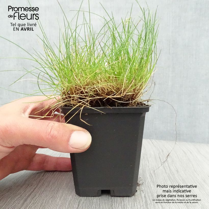 Exemplaar van Festuca gautieri - Zwenkgras Kweekpotje van 8/9 cm zoals geleverd in de lente