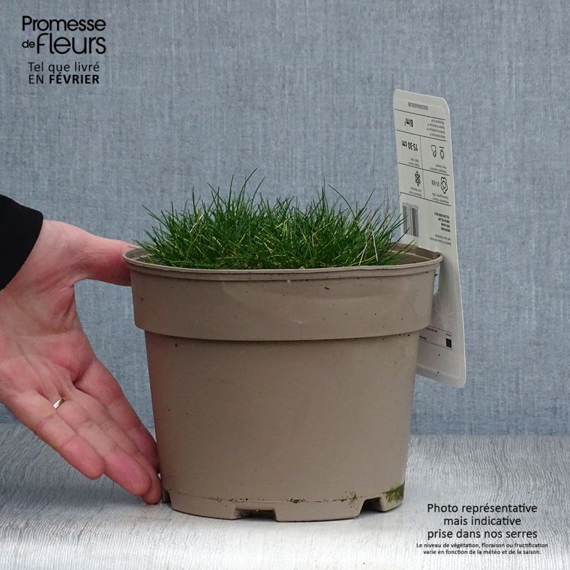 Example of Festuca gautieri - Fétuque de Gautier Pot van 2 l/3 l as you get in hiver