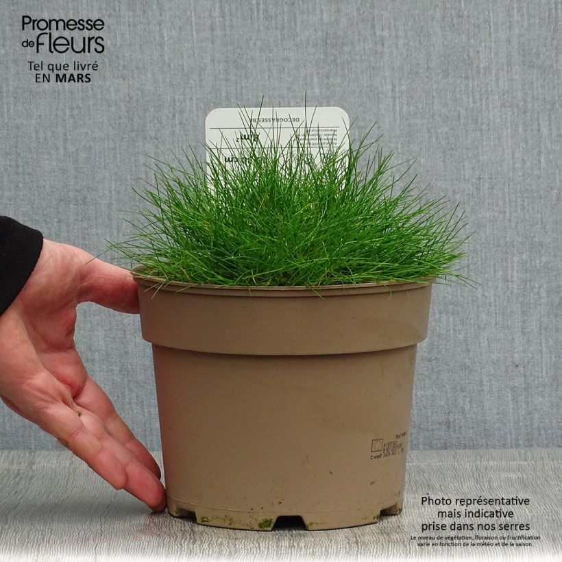 Exemplaar van Festuca gautieri - Zwenkgras Pot van 2 l/3 l zoals geleverd in de lente