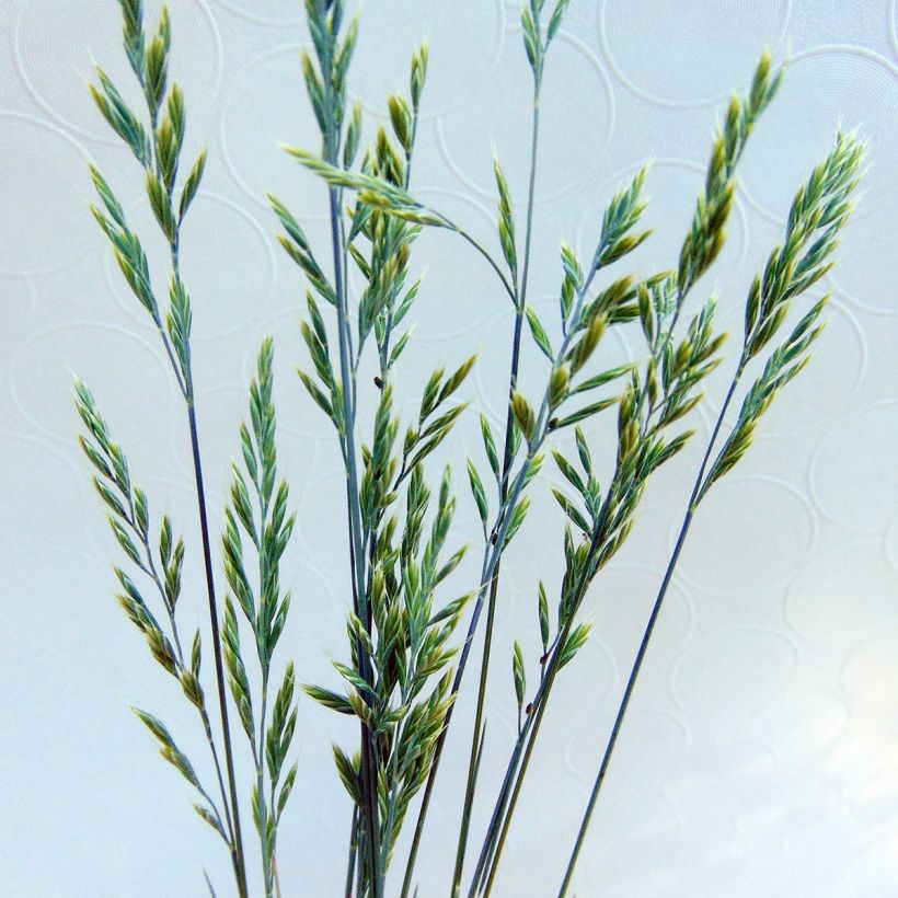 Festuca glauca Elijah Blue - Blauw schapengras (Flowering)