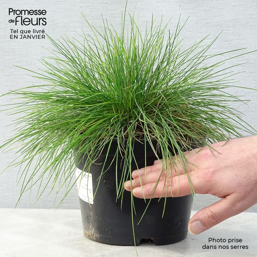 Example of Festuca glauca Elijah Blue - Blauw schapengras Pot van 2 l/3 l as you get in hiver