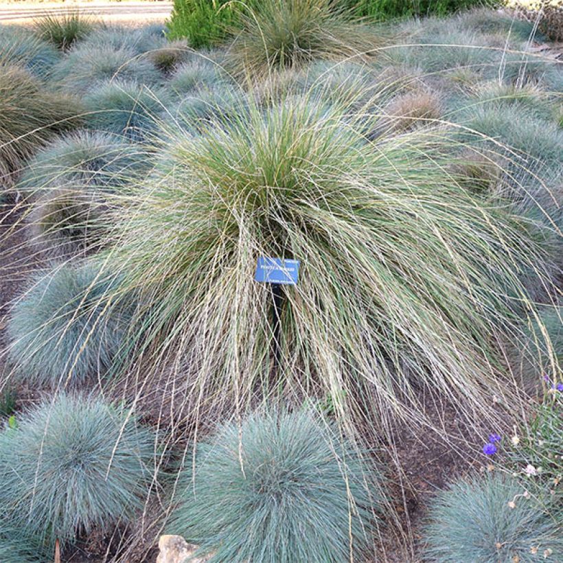 Festuca mairei - Zwenkgras (Plant habit)