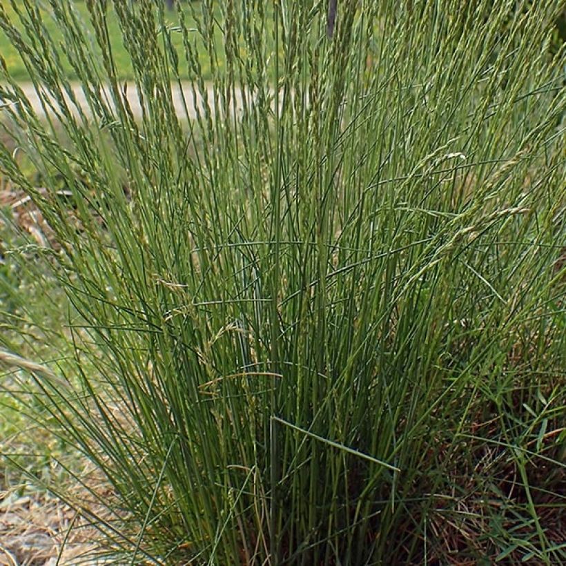 Festuca ovina - Schapengras (Foliage)