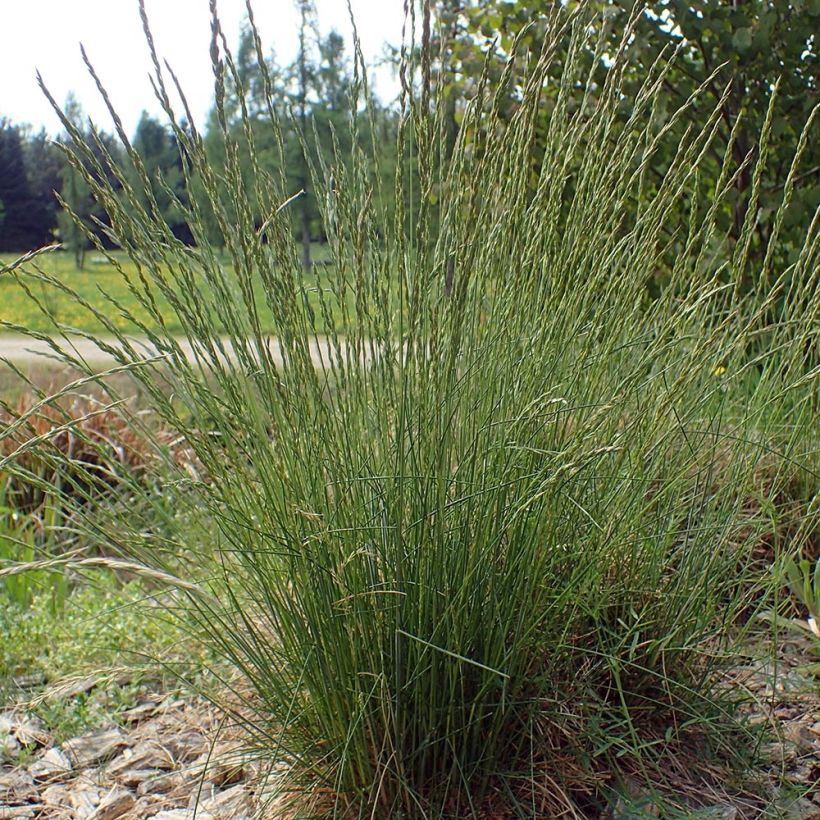 Festuca ovina - Schapengras (Plant habit)