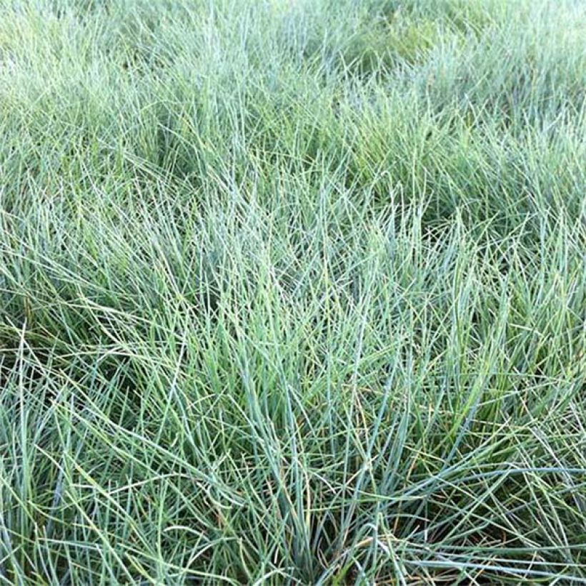 Festuca valesiaca Glaucantha - Zwenkgras (Foliage)