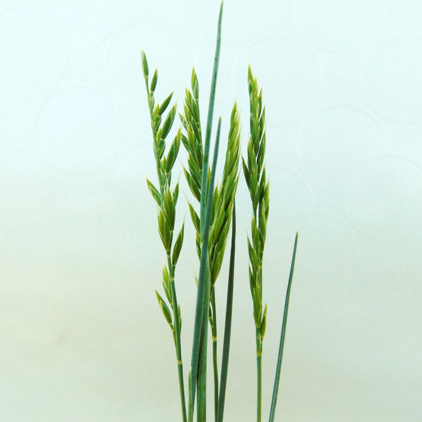 Festuca valesiaca Glaucantha - Zwenkgras (Flowering)
