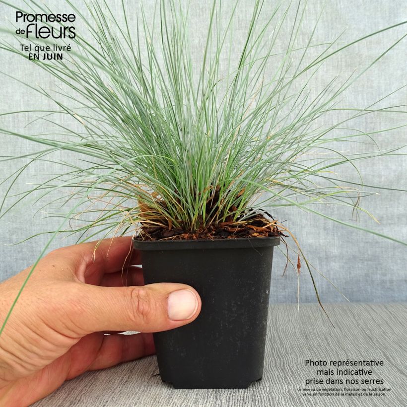 Exemplaar van Festuca valesiaca Glaucantha - Zwenkgras Kweekpotje van 8/9 cm zoals geleverd in de zomer