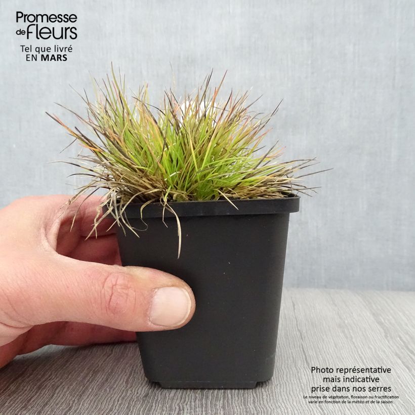 Exemplaar van Festuca glauca Golden Toupee - Blauw schapengras Kweekpotje van 8/9 cm zoals geleverd in de lente