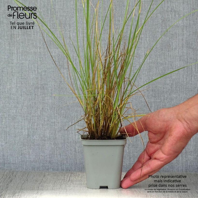 Exemplaar van Festuca mairei - Zwenkgras Kweekpotje van 8/9 cm zoals geleverd in de zomer