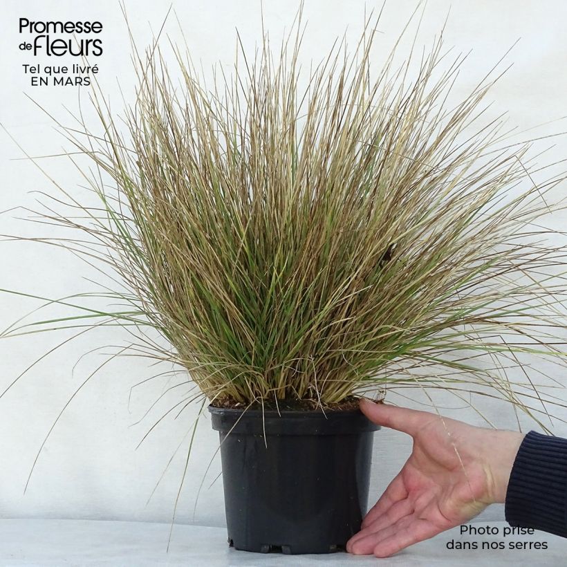 Exemplaar van Festuca mairei - Zwenkgras Pot van 2 l/3 l zoals geleverd in de lente