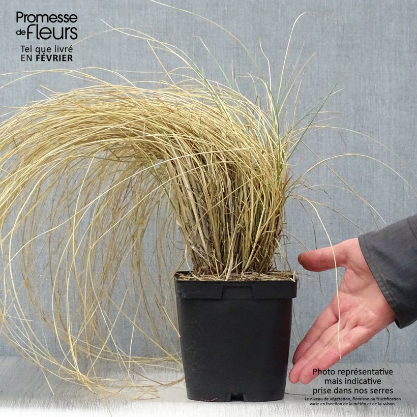 Example of Fétuque - Festuca mairei Pot van 2 l/3 l as you get in hiver
