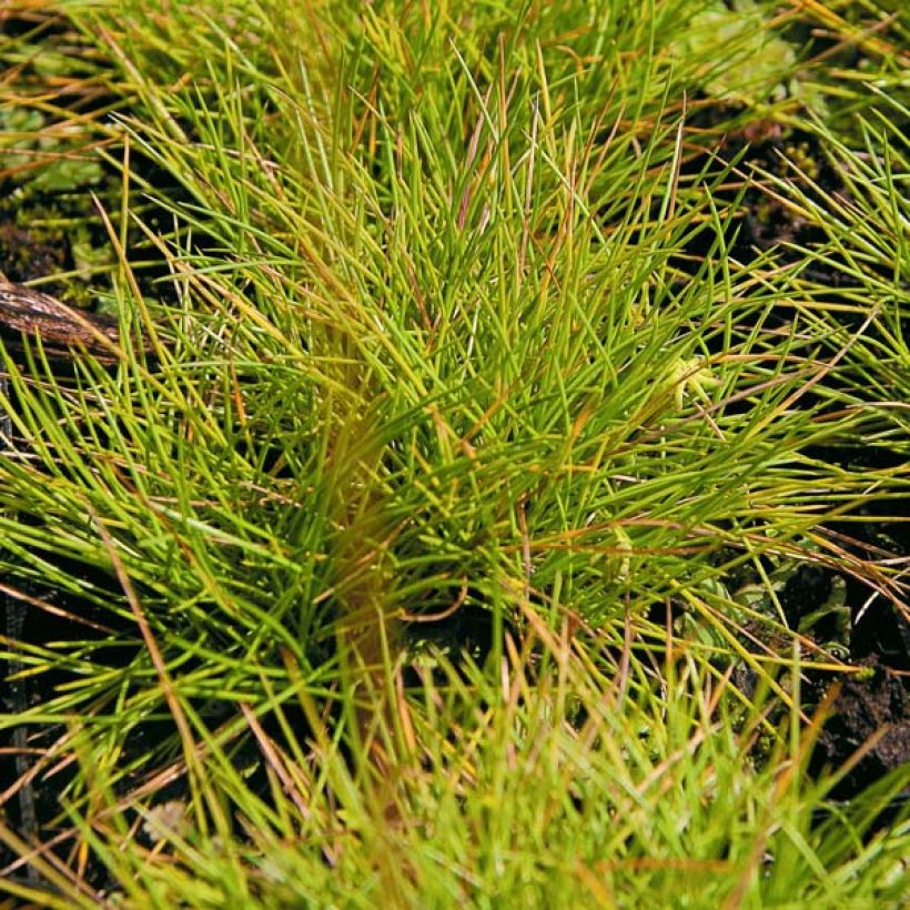 Festuca glauca Golden Toupee - Blauw schapengras (Foliage)