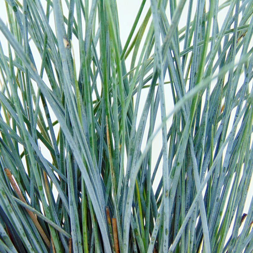Festuca glauca Elijah Blue - Blauw schapengras (Foliage)