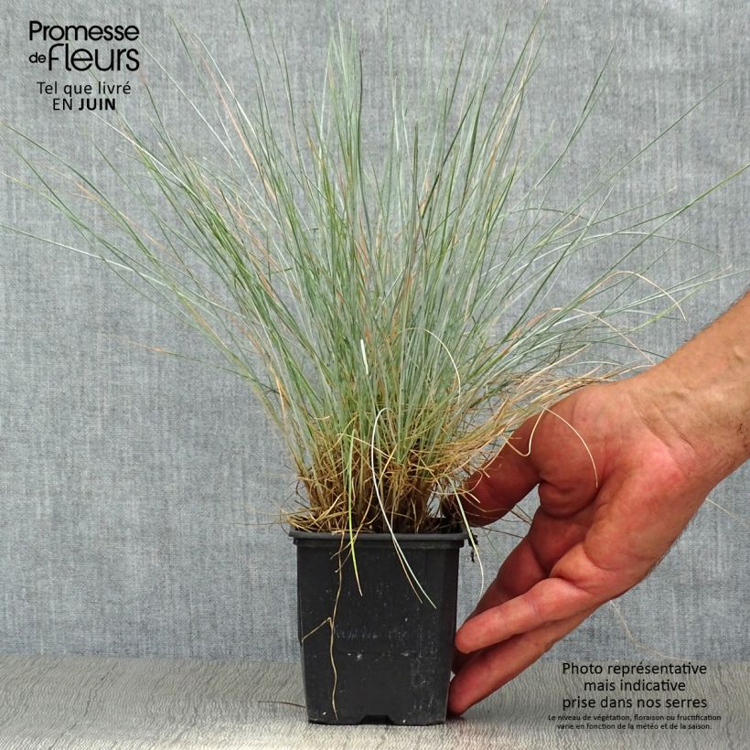 Exemplaar van Festuca glauca Elijah Blue - Blauw schapengras Kweekpotje van 8/9 cm zoals geleverd in de zomer