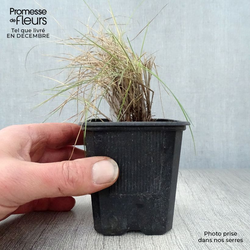 Example of Festuca glauca Elijah Blue - Blauw schapengras Kweekpotje van 8/9 cm as you get in hiver