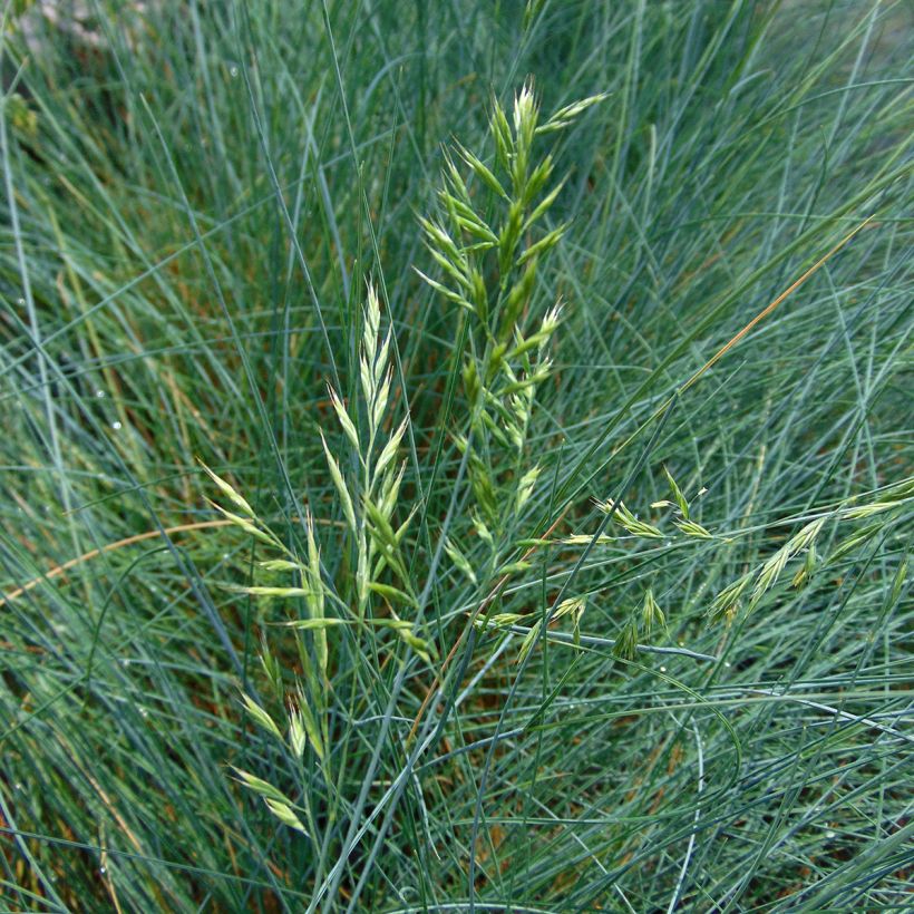 Festuca glauca - Schapengras (Flowering)