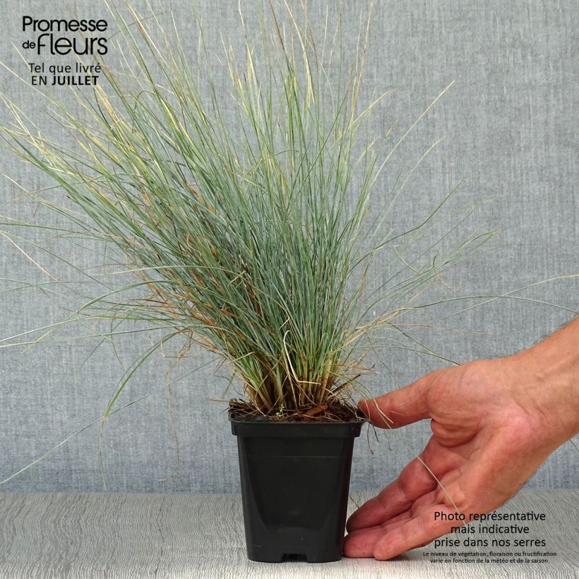 Exemplaar van Festuca glauca - Schapengras Kweekpotje van 8/9 cm zoals geleverd in de zomer