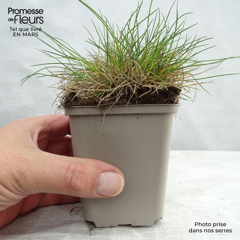 Exemplaar van Festuca glauca - Schapengras Kweekpotje van 8/9 cm zoals geleverd in de lente