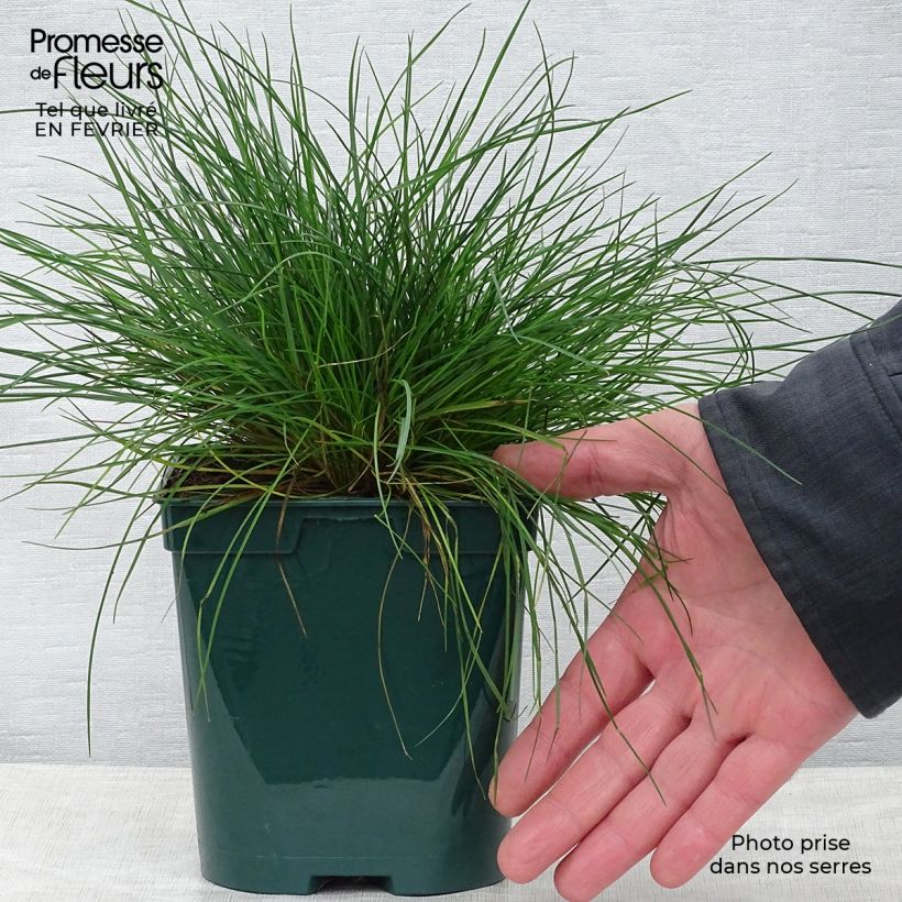 Example of Fétuque bleue - Festuca glauca Pot van 2 l/3 l as you get in hiver