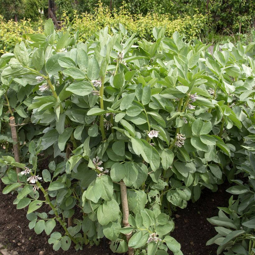 Tuinboon Masterpiece Green Longpod (Groeiplaats)