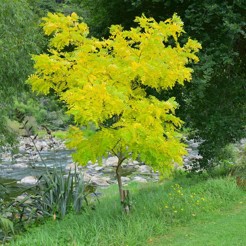 Gleditsia triacanthos Sunburst - Valse christusdoorn (Plant habit)