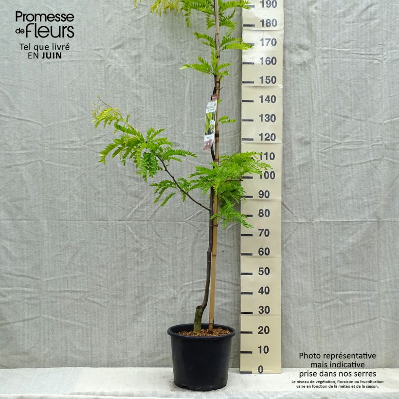 Exemplaar van Gleditsia triacanthos Sunburst - Valse christusdoorn Pot van 7,5 l/10 l, Kroonhoogte zoals geleverd in de lente