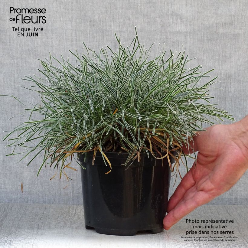 Exemplaar van Ficinia truncata Ice Crystal - Woestijnzegge Pot van 2 l/3 l zoals geleverd in de zomer